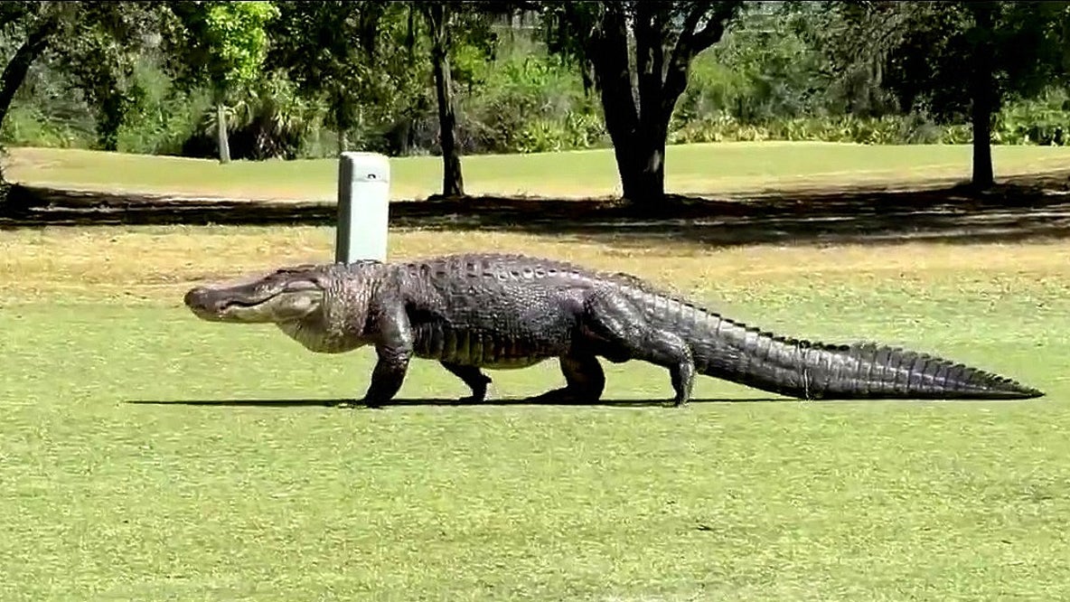 Massive alligator crossing Florida golf course